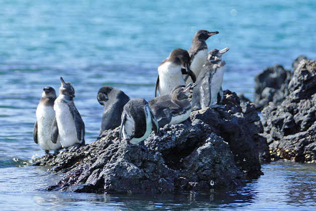 Galápagos